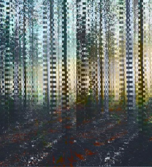 Skog i solljus