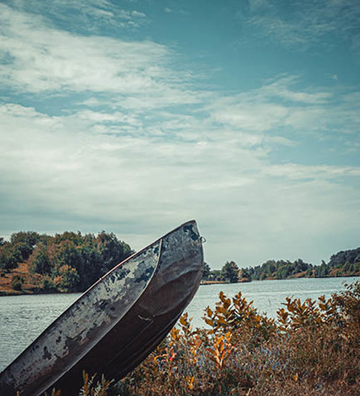 Gammal eka som ligger på land i skärgården