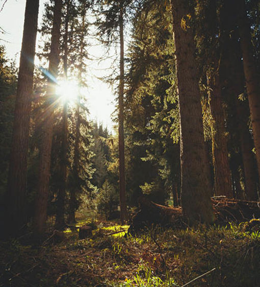 Skog i solljus